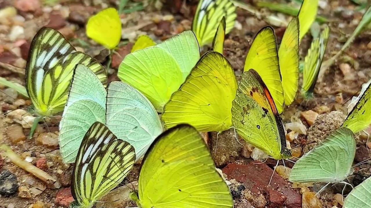 Explore The Butterfly-rich Forests Of Southern Karnataka In The Company Of An Eminent Expert.