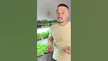 Ошибки выращивания микрозелени