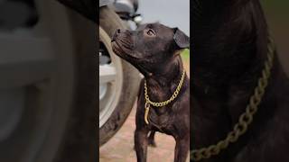 Blacking X Rock Ritik Dog Kennel Ritik Dog C Ritik Dog Lover Rock