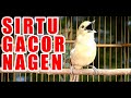 Masteran Sirtu Cipoh Ngetir Ngerek Nagen Mp3 - Mp4 Download