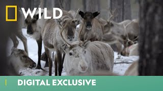 Reindeer Migration | Europe’s New Wild | National Geographic Wild UK