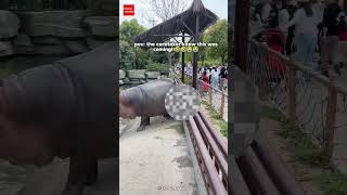 A Jiumei hippo emitted a 5-second fart right at a group of tourists at a Chinese zoo.