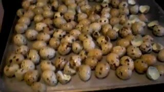 Скорлупотерапия. Скорлупа перепелиных яиц. Скорлупотерапия. Скорлупа перепелиных яиц.