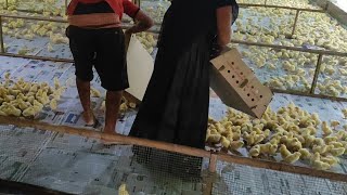 day 1 to day 40 poultry grow details ll Niranjan poultry farm ll first day chicks full details