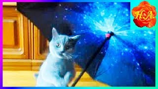 Кот Шерлок гуляет под зонтом Смешные животные🐱🐈 Кот Шерлок гуляет под зонтом Смешные животные🐱🐈