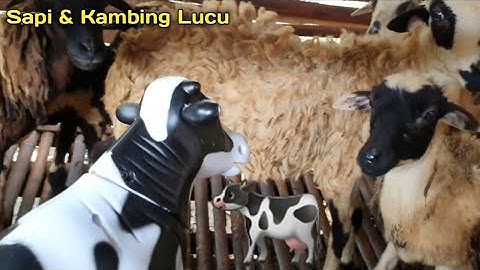 MENEMUKAN SAPI LUCU, KAMBING LUCU, SAPI MOO, SAPI BESAR, SAPI KARTUN  SAPI JOGET, SAPI KURBAN, COW