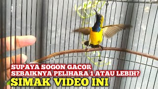 It's better to keep just one Sogon or more than one⁉️watch this video so you don't make a mistake