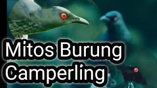 Mitos Burung camperling#mistis