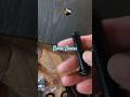 BARN DOORS