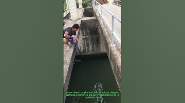 Sustainable Fishing Secret: Ancient Cast Net Technique in Urban Canal!