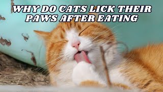 Unveiling the Mystery: Why Do Cats Lick Their Paws After Eating? by Cats Globe 669 views 3 weeks ago 2 minutes, 30 seconds