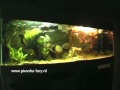 Piranhafurynl  feeding 10 pygocentrus nattereri