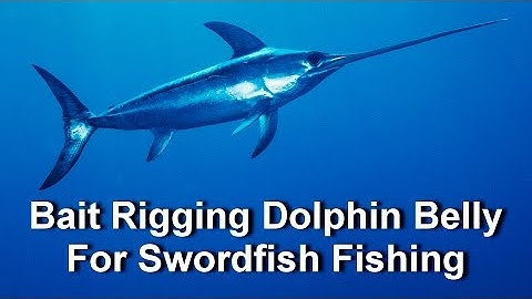 Bait Rigging Dolphin Belly For Swordfish Fishing