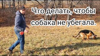 Как научить собаку, что бы она от нас не убегала