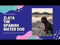 Zlata The Spanish Water Dog is enjoying last days of the summer の動画、YouTube動画。