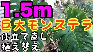 観葉植物 モンステラの仕立て直し 植え替え 育て方 Youtube