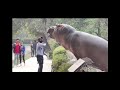 The security guard slapped the hippo and the public kept watching. #zoo  #animals #reels #sad