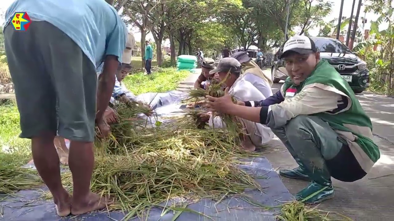 040326 UBINAN PADI MOJODADI SOBONTORO BALEN