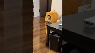 【自己紹介】うちにはこんなのがいます。