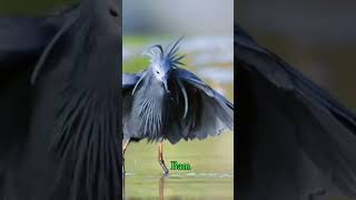 This Bird Hunts Using Its Wings Like an Umbrella! 🐦☂️ This Bird Hunts Using Its Wings Like an Umbrella! 🐦☂️