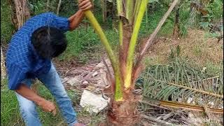 Cara memaksa pohon kelapa agar cepat berbuah