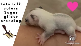  sugar gliders color￼s. #platinum #mosaic  #genetics  #bonding #animals #exotic #cute #pets