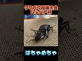 第17回ムシバト杯　シェンクリングオオクワガタVSスラウェシオオヒラタクワガタ　 #shortvideo #クワガタ #ムシキング