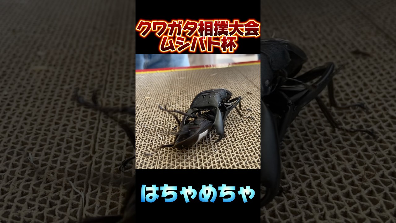 第17回ムシバト杯　シェンクリングオオクワガタVSスラウェシオオヒラタクワガタ　 #shortvideo #クワガタ #ムシキング