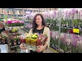 Видеообзор нового поступления горшечных растений в Гринвилль  (поставка 01.09.2020)