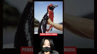 PENGUIN SAHABAT MANUSIA‼️#shorts #film #movie #animasi