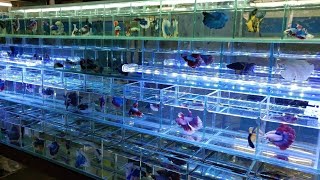 Betta Fish at Tabrez Fish Shop Kurla Fish Market