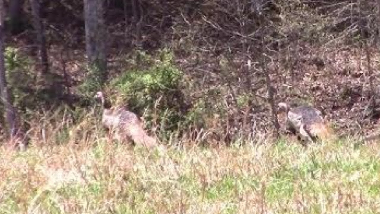 Wild Turkeys Near My House A Few Minutes Ago YouTube Wild turkeys near my house a few minutes ago youtube