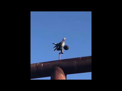 Interstellar pigeon meme