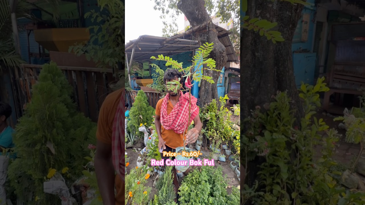 Red Colour Bok Ful Plant at a Affordable Price 