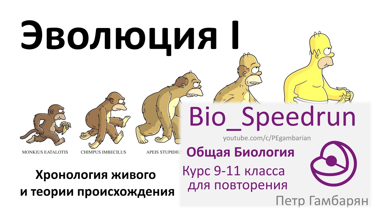 Теория эволюции это в биологии. Биология 9 теория эволюции. Теории эволюции ЕГЭ биология. Эволюция биология 9 класс. Эволюция человека ЕГЭ биология.