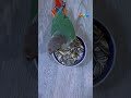 #foodie #birds #featheredfriend #cutebaby #fyp