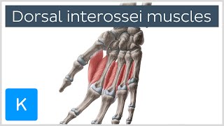 Dorsal interossei muscles of the Hand - Human Anatomy | Kenhub