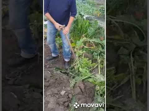 Video: Mierikswortel: Plantgoed Oogsten