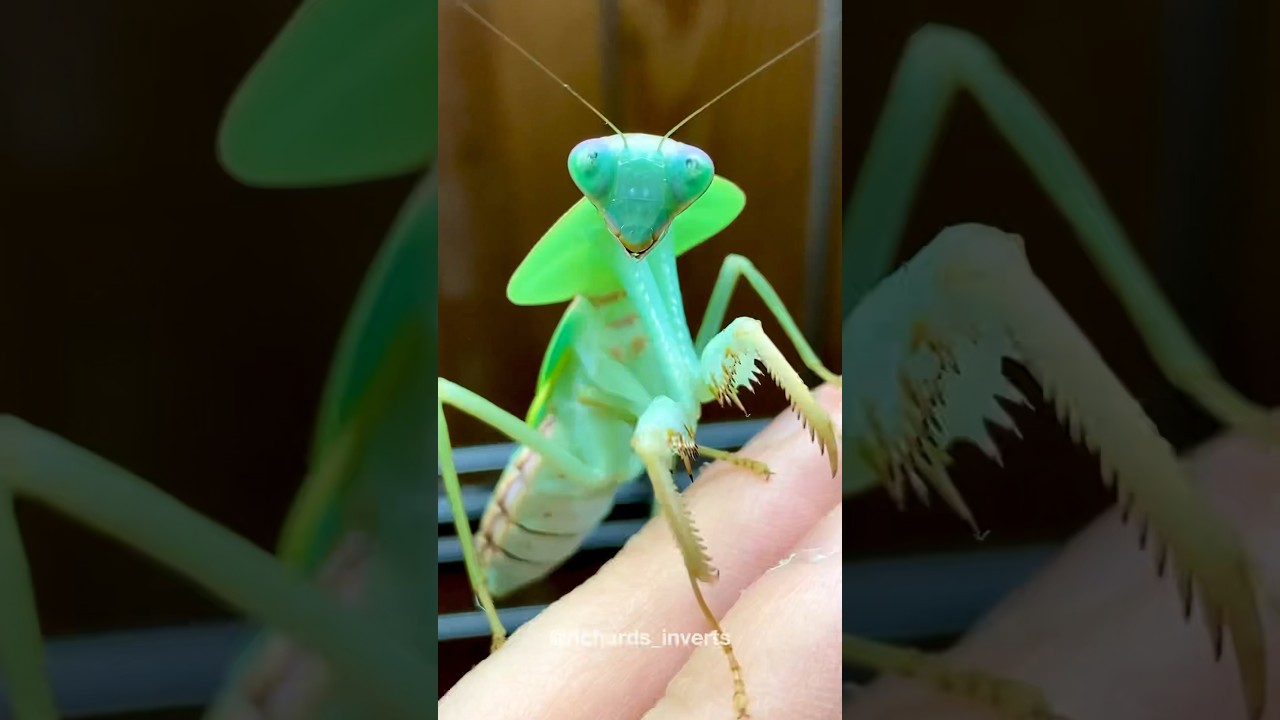 Giant Shield Mantis! 🍃 