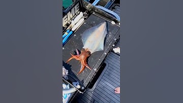 The Most Humane WayTo Kill A Squid 🦈