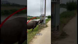 pobrezito 😭😭😭