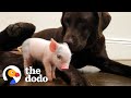 Tiny Piglet Jumps Off A Truck And Saves Her Own Life | The Dodo Little But Fierce