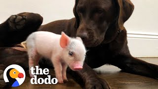 Tiny Piglet Jumps Off A Truck And Saves Her Own Life | The Dodo Little But Fierce