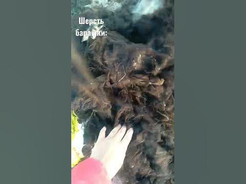 Шерсть барана😉 - YouTube