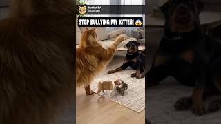 Massive Maine Coon Puts A Stop To Bully Dog 😱🐱💪 The Rottweiler Didn’t Stand A Chance Resimi