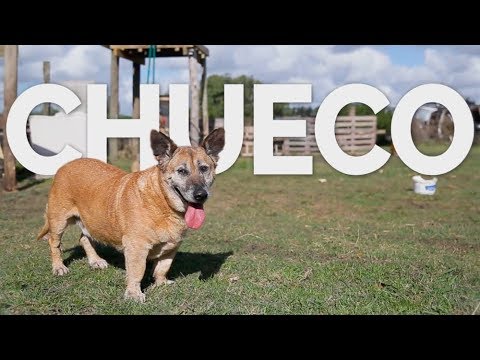 Adoptame: conocemos la historia de Chueco