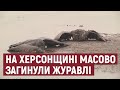 На Херсонщині у заповіднику "Асканія - Нова" знайшли 191 мертвого журавля: чому вимирають птахи