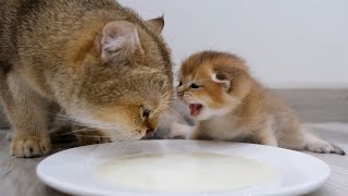 Newborn kittens learn to drink milk with mother cat ♥ by Chat Drôle 77,683 views 9 months ago 3 minutes, 49 seconds