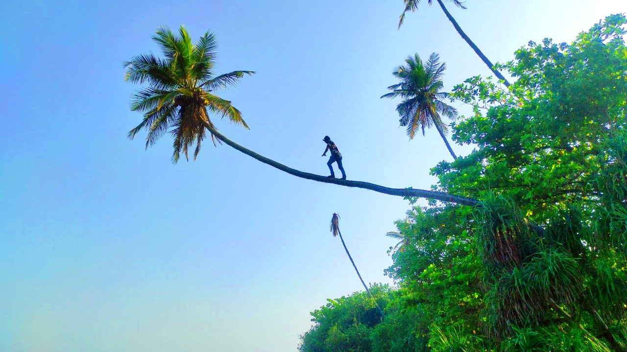 A Risky Activity: Walking Along a Coconut Tree and Plucking Coconuts into The Sea