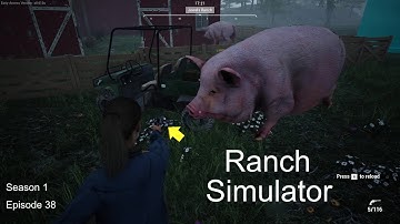 Ranch Simulator | Our Male Ranch Pig Became Meat To Earn Money | Season 1 Episode 38 | Simulator